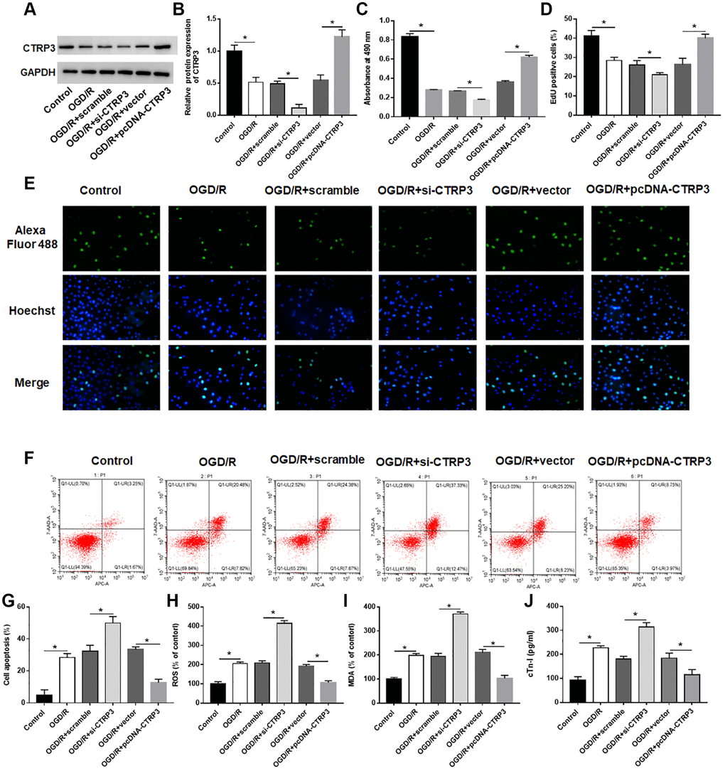 Effect of CTRP3 on OGD/R injury in H9C2 cells. H9C2 cells were transfected with pcDAN3.1-CTRP3 and CTRP3 siRNA or negative control (scramble and vector) to incubate for 24 h and then exposed to OGD/R injury. (A, B) Relative protein expression of CTRP3 was detected with Western blotting. (C–E) Effect of CTRP3 overexpression and inhibition on cell proliferation was assessed with CCK-8 and EdU assays. (F, G) Effect of CTRP3 overexpression and inhibition on cell apoptosis was detected with flow cytometry. (H–J) Effect of CTRP3 overexpression and inhibition on ROS, MDA and cTn-I production were determined.