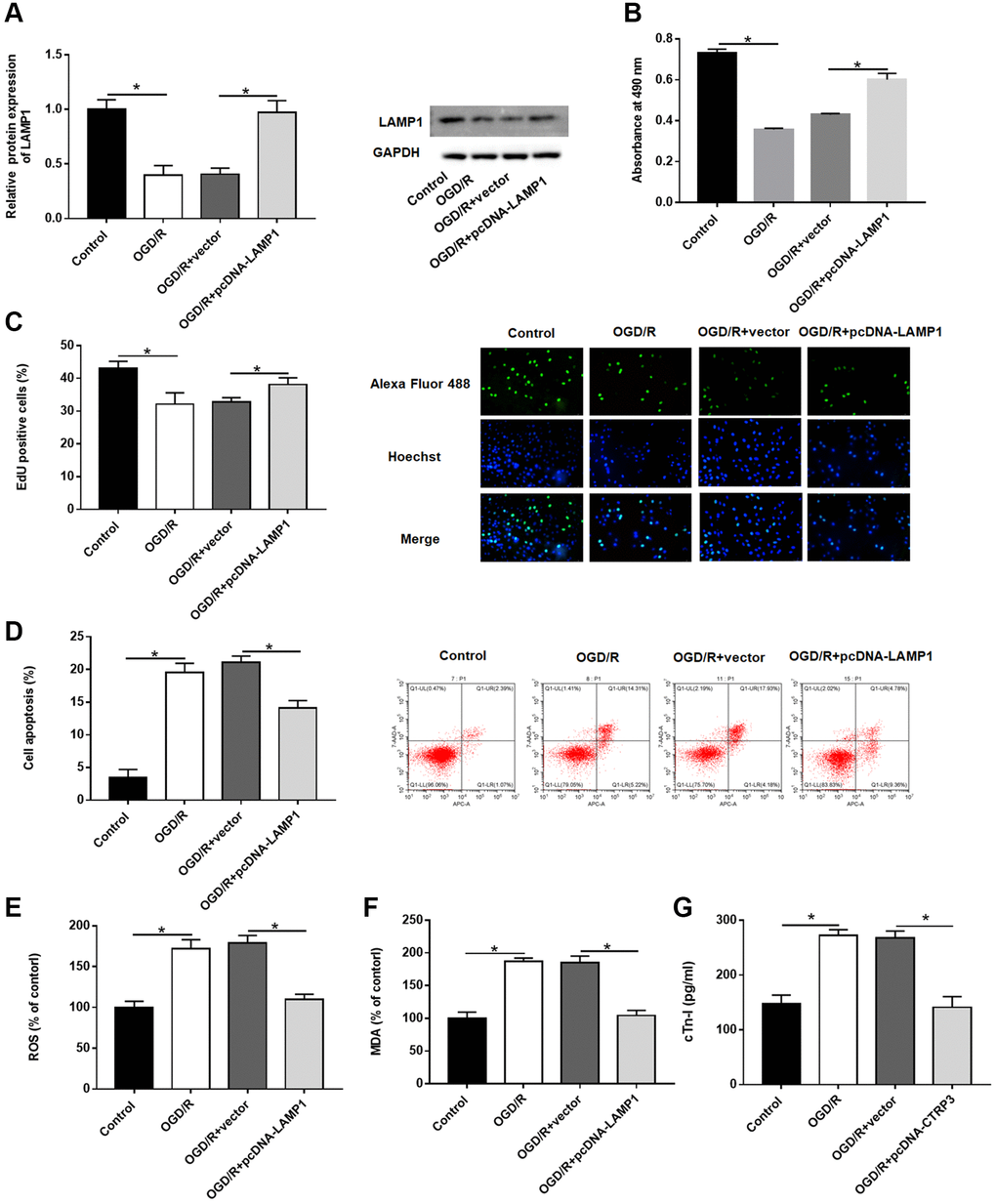 Effect of LAMP1 overexpression on OGD/R injury in H9C2 cells. H9C2 cells were transfected with pcDNA-LAMP1 or negative control (vector) for 24 h and then exposed to OGD/R injury. (A) Relative protein expression of LAMP1was detected by Western blotting. (B, C) Effect of LAMP1 overexpression on cell proliferation was assessed by using CCK-8 and EdU assays. (D) Effect of LAMP1 overexpression on cell apoptosis was detected by flow cytometry. (E–G) Effects of CTRP3 overexpression on ROS, MDA and cTn-I production were determined.