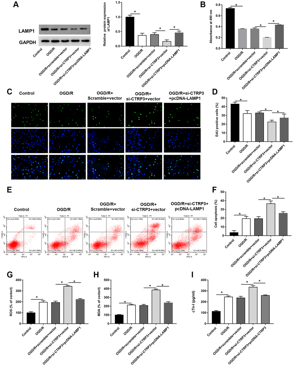 Overexpression of LAMP1 reversed the inhibitory effect of CTRP3 silencing on OGD/R injury in H9C2 cells. H9C2 cells were transfected with CTRP3 siRNA alone or together with pcDNA-LAMP1 for 24 h and then exposed to OGD/R injury. (A) The protein expression of LAMP1 was examined with Western blotting. (B–D) Cell proliferation was detected by using MTT and EdU assays. (E, F) Cell apoptosis ratio was measured by using flow cytometry. (G–I) The production of ROS, MDA and cTn-I was determined.