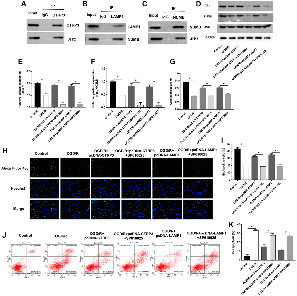 CTRP3 and LAMP1 overexpression accelerated activation of JIP2/JNK signaling pathway. (A) The relationship between CTRP3 and JIP2 was detected with Co-IP. (B, C) The relationships among LAMP1, NUMB and JIP2 were detected by using Co-IP. (D–F) Relative protein expression of JIP2 and p-JNK was detected with Western blotting. (G–I) Cell proliferation was detected by using MTT and EdU assays. (J, K) Cell apoptosis ratio was measured by using flow cytometry.