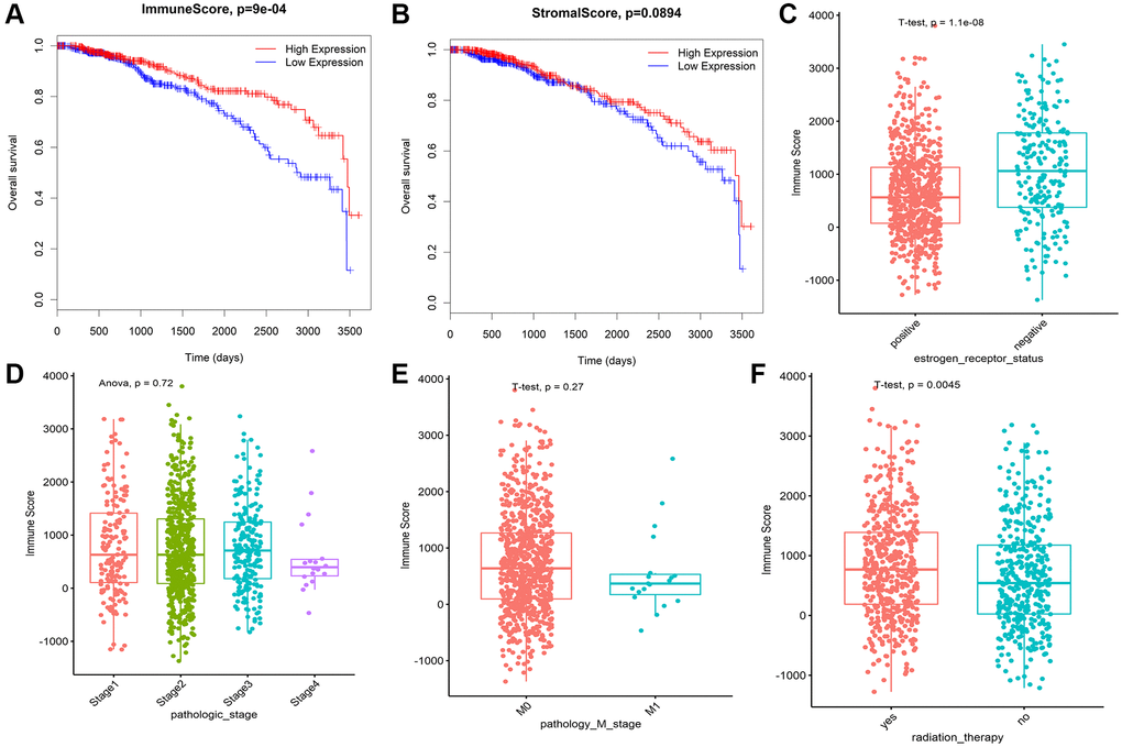 Immune conditions are associated with BRCA overall survival and clinical features. (A) Prognostic analysis of patients with differences in immune scores. (B) Prognostic analysis of patients with differences in stromal scores. (C) Correlation analysis between immune score and ER status of breast cancer. (D) The correlation between immune score and pathological stage of breast cancer was analyzed. (E) The correlation between immune score and M stage of breast cancer was analyzed. (F) The immune score was correlated with radiotherapy for breast cancer.