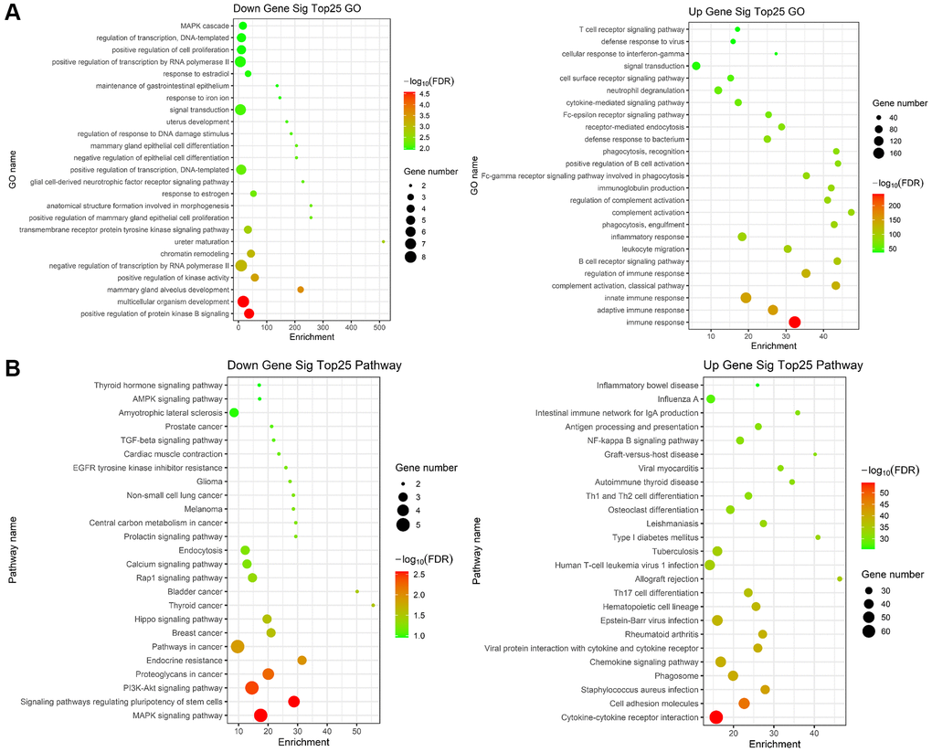 Gene ontology (GO) and KEGG term enrichment analysis of common DEGs. (A) The top 25 significantly enriched GO terms of down (left)/up (right) regulated genes. (B) The top 25 significantly KEGG of down (left)/up (right) regulated genes.