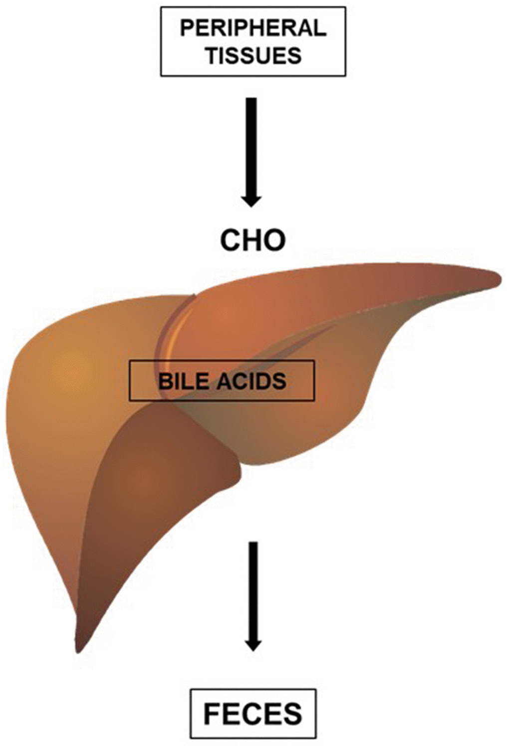 HDL promotes the reverse transport of cholesterol (CHO), a process by which cholesterol (CHO) is removed from peripheral tissues and delivered to the liver for elimination in the feces. The excretion of cholesterol by the liver, in the form of bile acids, is an important form of elimination of cholesterol from the body.