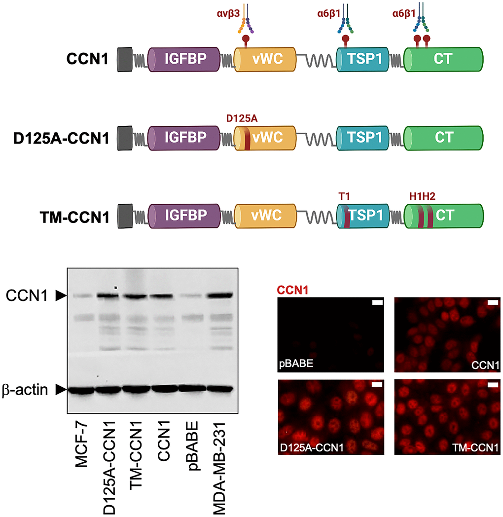 Expression of CCN1 and CCN1 mutants in MCF-7 breast cancer cells. Top: Schematic diagram showing the modular domain structure of wild-type CCN1 with the localization of several identified integrin-binding sites, and mutants either bearing the D125A mutation in vWC (D125A-CCN1) or combined mutations in T1, H1, and H2 in TSP1 and TC domains (TM-CCN1). IGFBP, insulin-like growth factor binding protein; vWC, von Willebrand factor type C repeats; TSP-1, thrombospondin type 1; CT, C-terminus. Bottom: Immunoblotting assessment of endogenous CCN1 protein in CCN1-overexpressing MDA-MB-231 cells and in MCF-7 cells retrovirally transduced with an empty vector (pBABE) or a vector containing either wild-type CCN1 or D125A-CCN1 and TM-CCN1 mutants. Microphotographs show representative in situ immunofluorescence staining of CCN1 in MCF-7/pBABE, MCF-7/CCN1, MCF-7/D125A-CCN1, and MCF-7/TM-CCN1 cells. Scale bar is 10 μm. Results are representative of three independent experiments.
