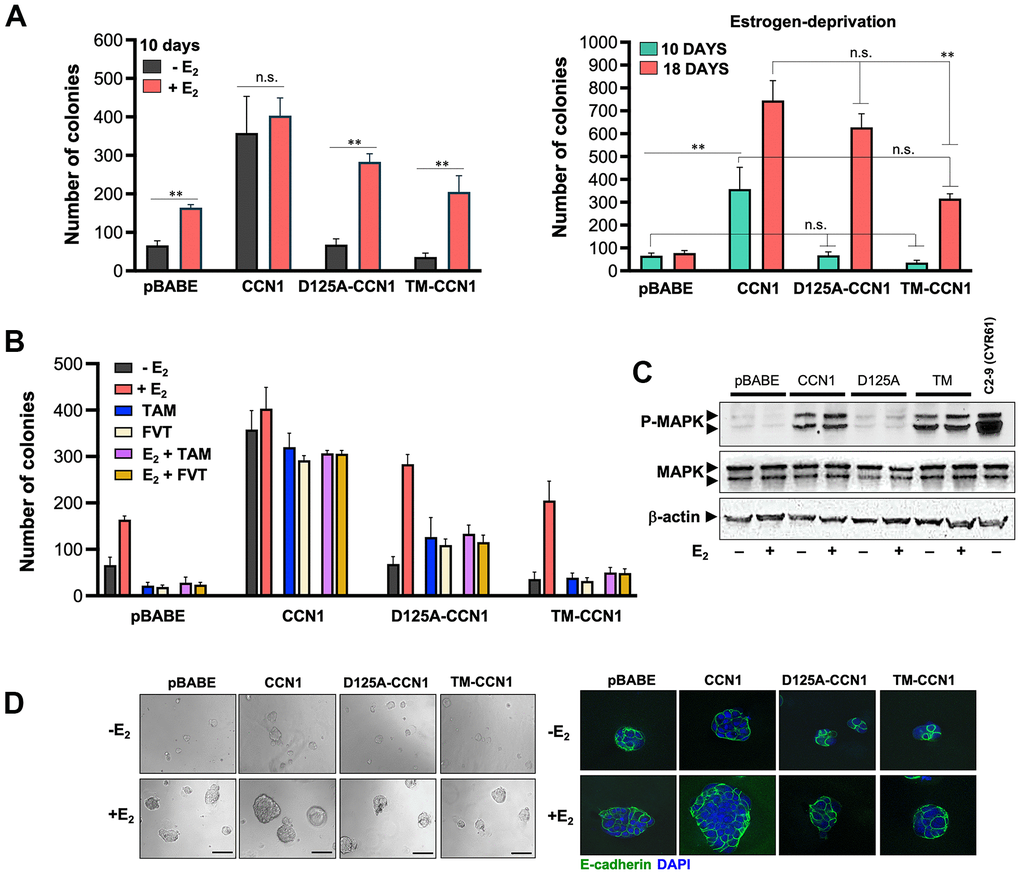 CCN1 and D125A-CCN1, but not TM-CCN1, promote acquisition of an endocrine resistance phenotype in MCF-7 breast cancer cells. (A, B) Estradiol (E2)-depleted cells were plated in soft agarose either containing or not E2 (10−9 M), tamoxifen (10−7 M), fulvestrant (10−7 M), their combinations, or vehicles only for either 10 or 18 days. Colony formation (≥50 μm) was assessed using a colony counter. Each experimental value represents the mean colony number (columns) ± S.D. (bars) from at least three separate experiments in which triplicate dishes were counted. (C) Immunoblot analyses of total and activated (phosphorylated) MAPK protein levels in MCF-7/pBABE, MCF-7/CCN1, MCF-7/D125A-CCN1, and MCF-7/TM-CCN1 cells. Blots were reprobed with an antibody for β-actin to control for protein loading and transfer. Results are representative of three independent experiments. (D) Phase contrast images of MCF-7/pBABE, MCF-7/CCN1, MCF-7/D125A-CCN1, and MCF-7/TM-CCN1 cells cultured in Matrigel® in the absence or presence of E2 (10−9 M). Scale bar is 100 μm. 3D cultures were stained for E-cadherin and nuclei were counterstained with DAPI.