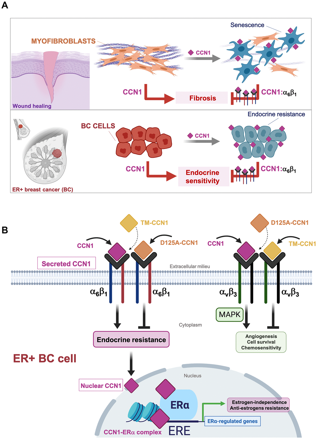 Binding of the angiogenic/senescence inducer CCN1/CYR61 to integrin α6β1, but not to αvβ3, drives endocrine resistance in breast cancer cells. (A) Top: The binding of CCN1/CYR61 to its α6β1 receptor promotes myofibroblast senescence to impose self-limiting control on fibrogenesis during wound healing, thereby allowing tissue regeneration [11–13, 23, 48]. Bottom: CCN1 signaling via α6β1, but not via αvβ3, drives an endocrine resistance phenotype in ER+ breast cancer cells. (B) The interaction between CCN1 and αvβ3 is critical for angiogenic activities in endothelial cells and MAPK-related cell survival/chemosensitivity signaling in breast cancer cells. The interaction of CCN1 with α6β1 in fibroblasts is known to induce apoptosis or cellular senescence and has been widely regarded as a tumorigenesis-suppressing signaling mechanism. Here, we unveil the unforeseen capacity of CCN1 to signal through α6β1 in breast cancer cells to drive an endocrine resistant phenotype that might involve direct binding of CCN1 to ERα to regulate transcriptional events underlying estrogen-independence and anti-estrogen resistance in ERα-positive breast cancer cells. (ERE: Estrogen Response Elements).