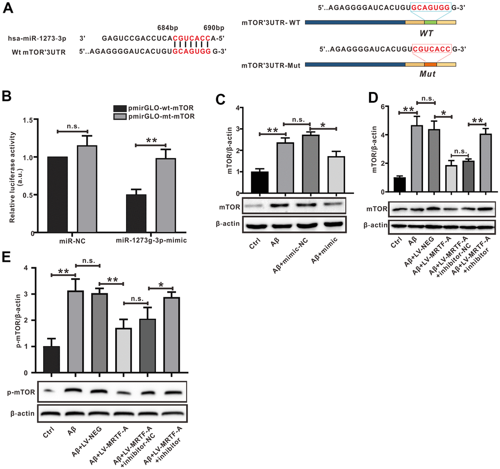 mTOR was the target of miR-1273g-3p. (A) A complementary pairing area or mutant area was shown between miR-1273g-3p and 3′-UTR mTOR with the wild type or mutant type, respectively. (B) The dual luciferase reporter assay. (C–E) The protein expression of mTOR and p-mTOR was detected by western blot. Data represent means ± SEM of 3 independent experiments. *P P P 