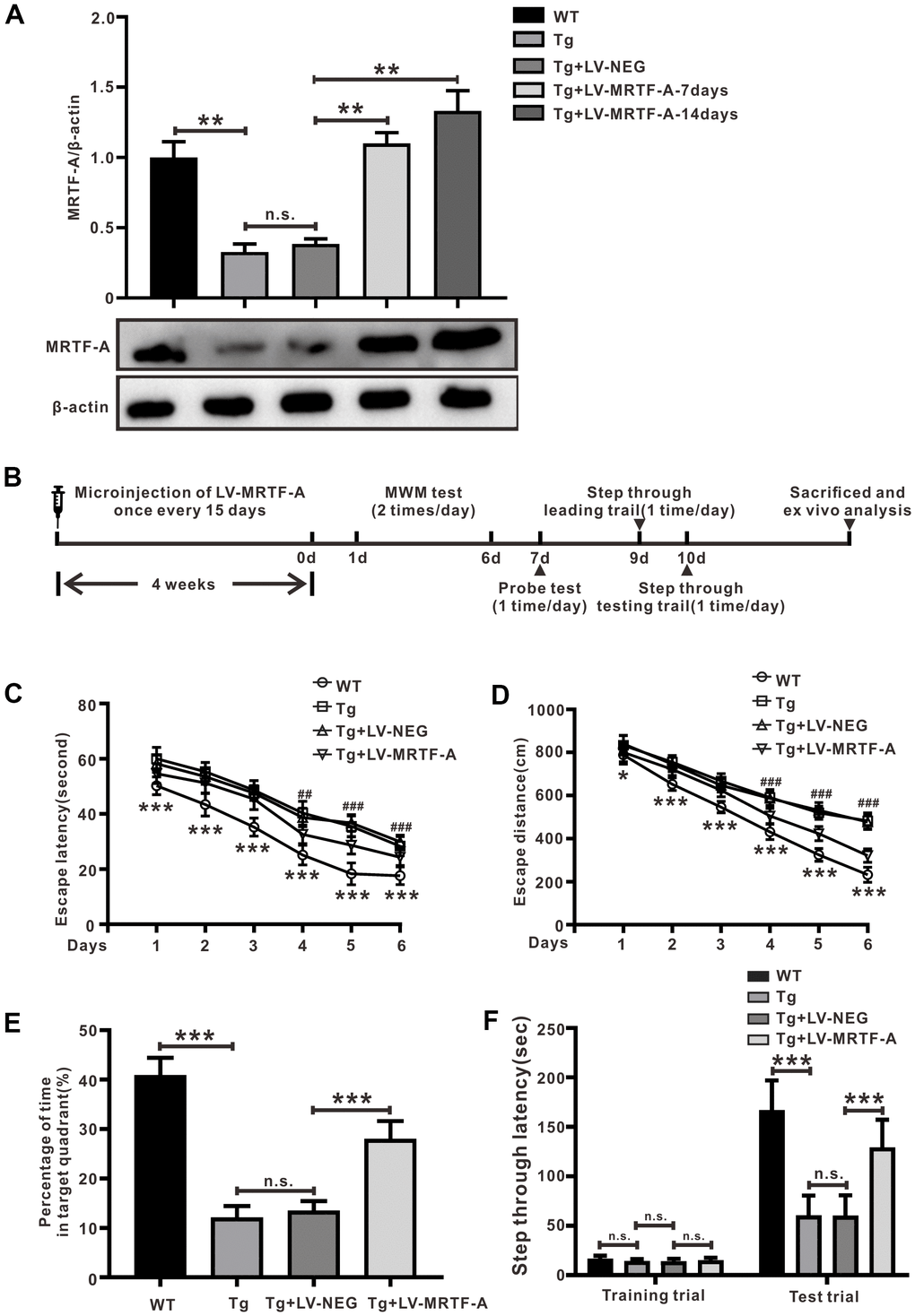 MRTF-A-mediated protection against amyloid-β-induced neuronal