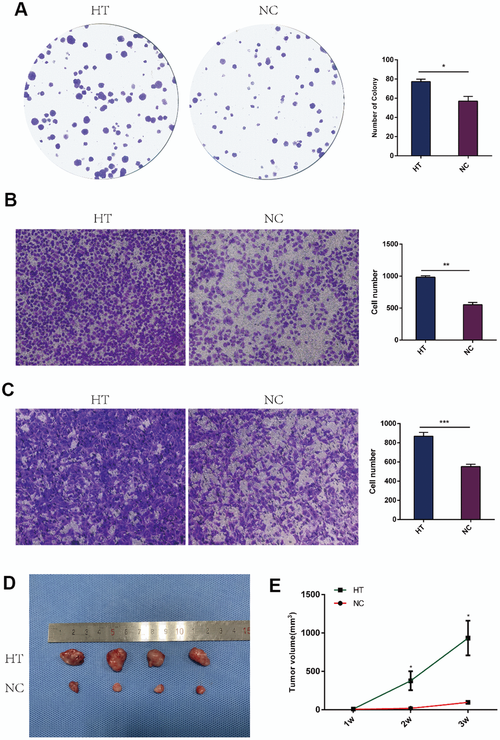 Sublethal heat treatment promoted the proliferation and invasion of 4T1 cells. (A) Colony formation assays were performed to assess the proliferation of 4T1 cells after sublethal heat treatment. The colonies were identified and counted. The number of colonies were presented as histograms. (B) Transwell assays were performed to determine the invasive ability of 4T1 cells after sublethal heat treatment. Representative images of invasive cells in the lower chamber stained with crystal violet. (C) Transwell assays were performed to determine the invasive ability of HUVECs after co-cultured with supernatant of sublethal heat treated 4T1 cells. The quantification of cell invasion was presented as invaded cell numbers. (D)The tumor grafts were showed (n=4 in each group) at the end of the 3rd week; (E) Tumor volumes were recorded and compared every week. All data were expressed as mean±SD of three independent experiments. HT=high temperature (45° C), NC=negative control (37° C). * indicates P