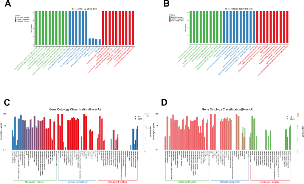 Gene ontology analysis of DEPs. (A) Go enrichment analysis results (upregulated). (B) Go enrichment analysis results (downregulated). (C) Comparison of the distribution of differentially expressed genes and all genes at Go Level 2. (D) Comparison of up-regulated and down regulated differentially expressed genes at Go Level 2.