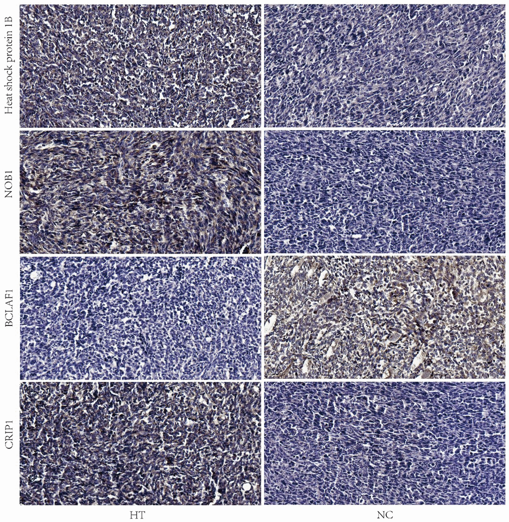 Validation of the expressions of heat shock protein 1B, NOB1, BCLAF1 and CRIP1 by IHC. Representative images of IHC analysis of the four proteins in HT and NC group were shown. The scale bar is 50 μm. HT=high temperature (45° C), NC=negative control (37° C).