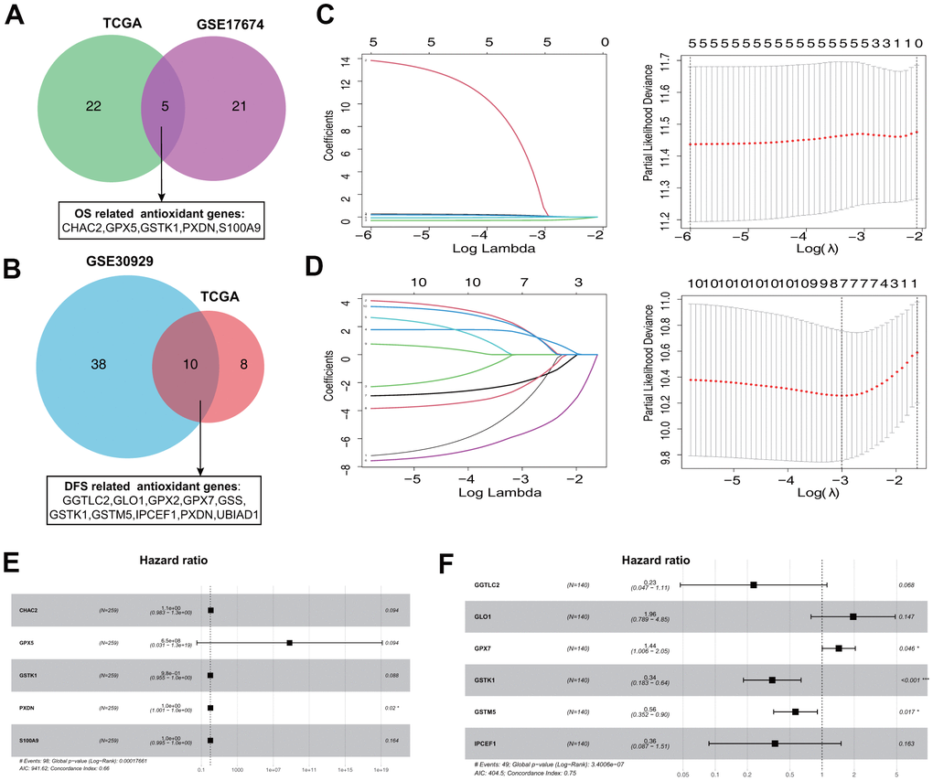 Establishment of prognostic antioxidant gene signatures in the training cohort. (A) Overlapping overall survival (OS)-related antioxidant genes in The Cancer Genome Atlas (TCGA) Sarcoma (TCGA-SARC) and Gene Expression Omnibus (GEO) GSE17674 datasets. (B) Overlapping disease free survival (DFS)-related antioxidant genes in the TCGA-SARC and GSE30929 datasets. (C) Least absolute shrinkage and selection operator (LASSO) regression analysis to screen the antioxidant genes for the predictive OS signature. (D) LASSO regression analysis to screen the antioxidant genes for the predictive DFS signature. (E) Forest plot of multivariate Cox regression analysis of the genes in the OS signature. (F) Forest plot of multivariate Cox regression analysis of the genes in the DFS signature.