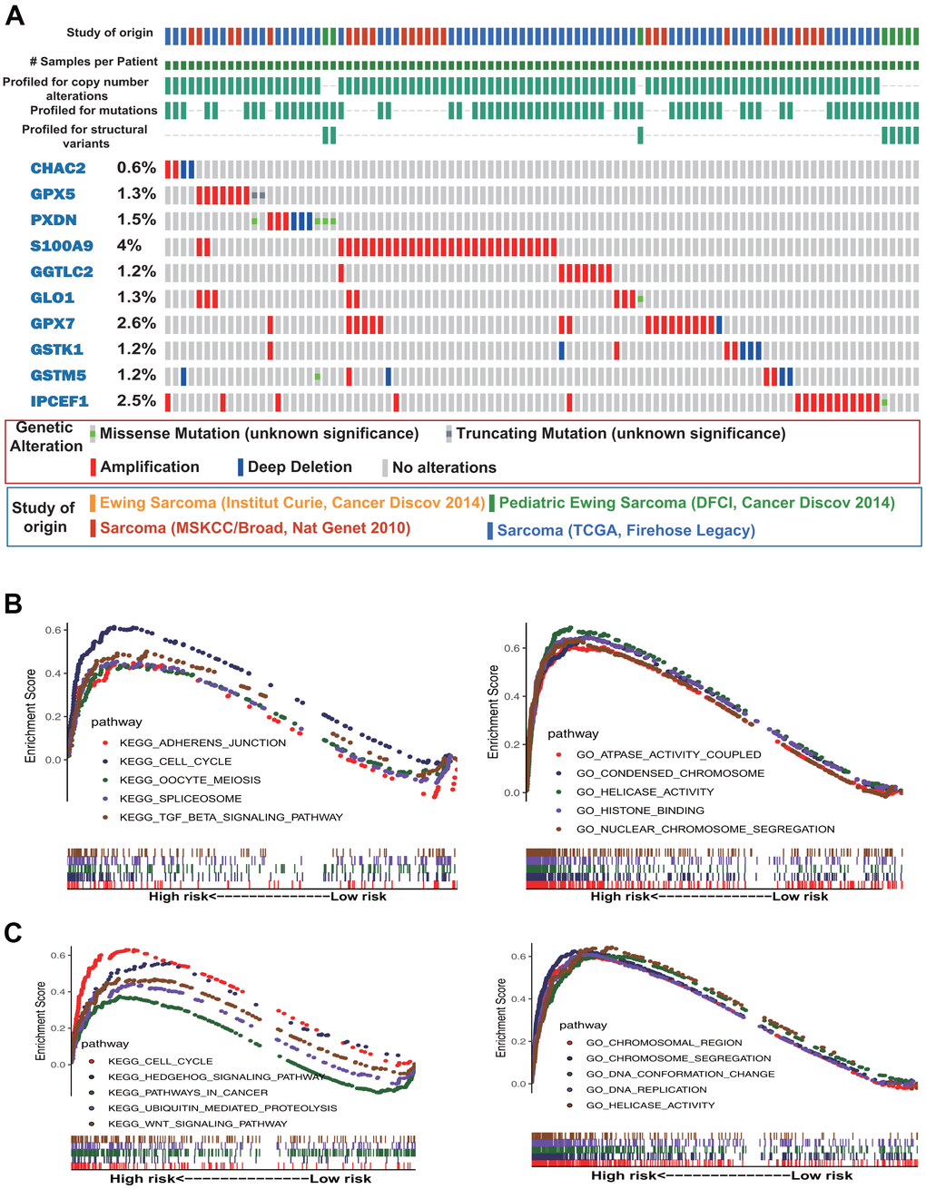 Gene mutation and gene set enrichment analyses. (A) Mutational profiles of the antioxidant genes included in the signature of sarcoma (obtained from cBioPortal). (B) Gene ontology (GO) functional annotation terms and Kyoto Encyclopedia of Genes and Genomes (KEGG) pathways enriched in the OS high-risk group. (C) GO functional annotation terms and KEGG pathways enriched in the DFS high-risk group.