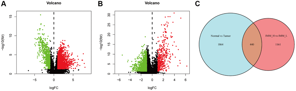 Analysis of the differentially expressed lncRNAs. (A) The volcano plot showed that 1699 and 635 genes were up-regulated and down-regulated between bladder cancer and paracancerous tissues. Each red dot showed an up-regulated gene and green showed downregulated genes (fold change >2, p B) Consistent with Figure 3A, the volcano plot showed that 414 and 1187 genes were up-regulated and down-regulated between high and low immune cell infiltration group. (C) After taking an intersect, we obtained a total of 440 differentially expressed immune infiltration-related lncRNAs.