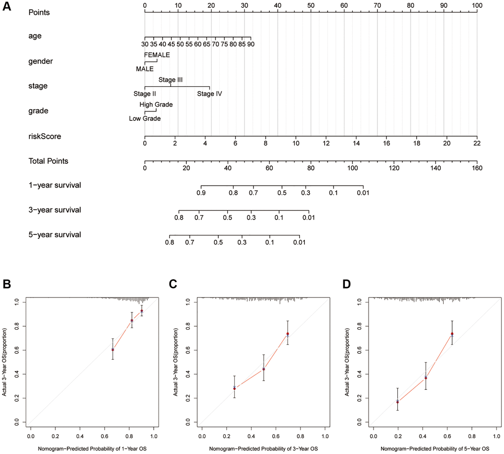 Quantitively analyze the overall survival of patients with bladder cancer. (A) Nomogram considering risk score and several common-used clinicopathological factors. Calibration curves for 1-yaer (B), 3-years (C), 5-years (D).