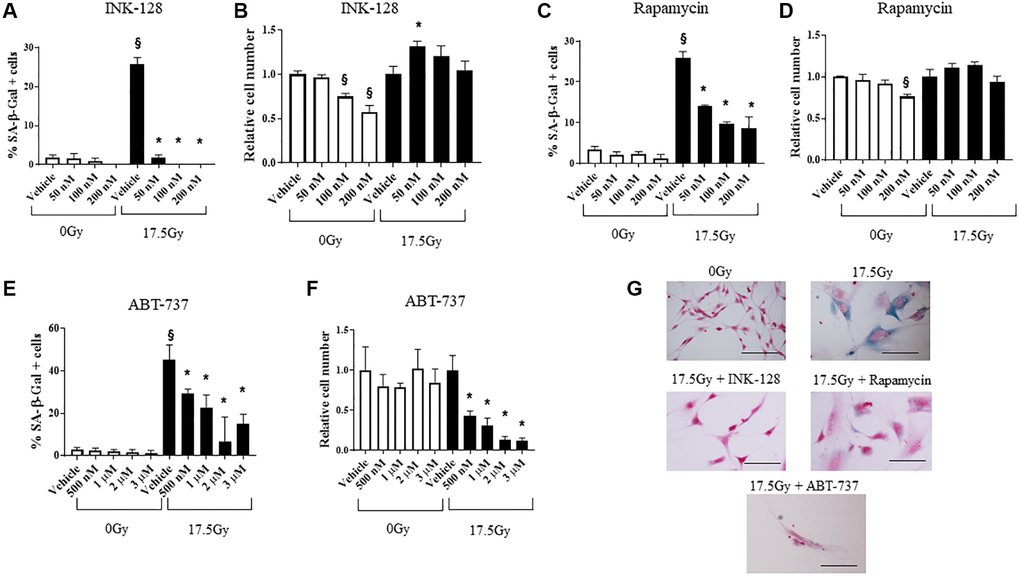 Senostatic and senolytic action of drugs. NIH-3T3 cells were treated with a single dose of radiation (0 Gy or 17.5 Gy). (A–D) Six hours after irradiation, cells were treated with INK-128 or Rapamycin. The percentage of cellular senescence, as determined by SA-β-Galactosidase activity, and the relative cell count were assessed five days after drug treatment. (E, F) NIH-3T3 cells treated with a single dose of radiation (0 Gy or 17.5 Gy). Three days after irradiation, cells were treated with ABT-737. Two days after drug was applied the percentage of cellular senescence, as determined by SA-β-Galactosidase activity, and the relative cell number were assessed. Relative cell counts for each drug is normalized to vehicle from the respective group (0 Gy or 17.5 Gy). (G) SA-β-Galactosidase activity of NIH-3T3 cells 5 days after irradiation and treated with vehicle, INK-128 (100nM), Rapamycin (100 nM) or ABT-737 (1μM) (Scale bar: 100 μm). §: indicates p *: indicates p 