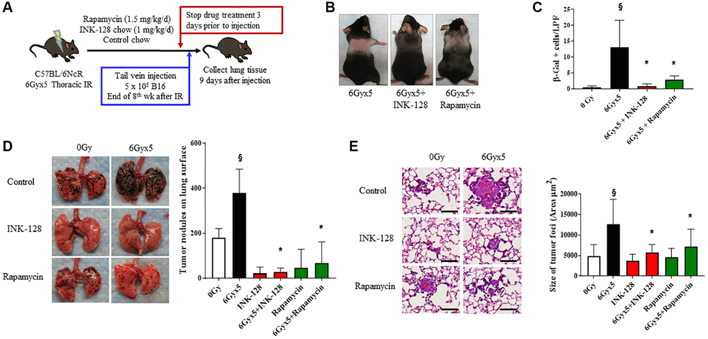 Senostatic therapy with mTOR inhibition prevents IR-enhanced tumor growth. (A) Experimental schema: Ten week old C57Bl/6NCr mice (n = 10 per condition) were exposed to no irradiation (0 Gy) or 6Gyx5 thoracic IR. Immediately after IR, mice were treated with Rapamycin (1.5 mg/kg/day), INK-128 (1 mg/kg/day), or control chow for 8 weeks. Three days after drug discontinuation, 5 × 105 B16F0 cells were injected intravenously via the lateral tail vein. Lung tissue was collected 9 days later. (B) Coat color changes at 8 weeks after irradiation. (C) SA-β-Galactosidase positive cells were counted in lung tissue collected at 8 weeks post IR in mice that did not receive tumor injection. (D) Representative images and graph of lung tumor nodule counts. (E) Size of tumor foci in the lung, scale bar 80 μm, §: indicates p *: indicates p 
