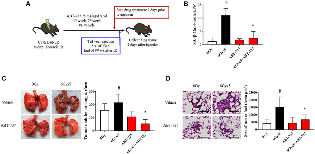 Senolytic therapy with ABT-737 prevents IR-enhanced tumor growth. (A) Experimental schema: Ten week old C57Bl/6NCr mice (n = 10 per condition) were exposed to no irradiation (0 Gy) or 6Gyx5 thoracic IR. Mice were treated with ABT-737 (75 mg/kg/day) or vehicle for 5 days during week 4 and week 7. Nine days after drug discontinuation, 5 × 105 B16F0 cells were injected intravenously via the lateral tail vein. Lung tissue was collected 9 days after tumor inoculation. (B) SA-β-Galactosidase positive cells were counted in lung tissue collected at 8 weeks in mice that did not receive tumor injection. (C) Representative images and graph of lung tumor nodule counts. (D) Size of tumor foci in the lung, scale bar 80 μm, §: indicates p *: indicates p 