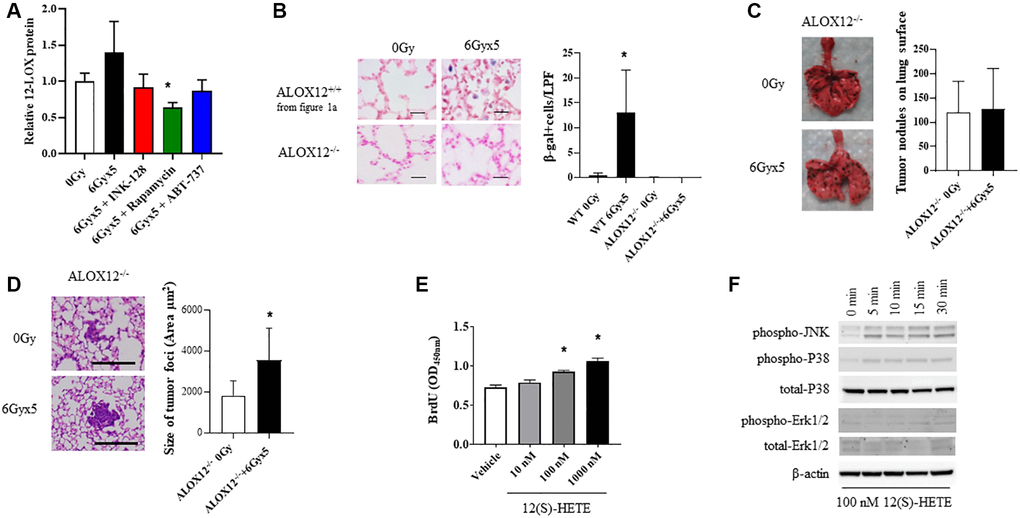 ALOX12 deficient mice are protected from radiation-enhanced tumor colonization. (A) Ten week old C57BL/6NCr mice (n = 3 per condition) were exposed to no irradiation (0 Gy) or 6Gyx5 thoracic IR alone or IR with Rapamycin, INK-128, or ABT-737. Lung tissue was collected at 8 weeks after irradiation (no tumor inoculation). The concentration of 12-LOX protein in lung homogenates was measured by ELISA. (B) SA-β-Galactosidase positive cells were counted in lung tissue collected from C57BL/6J ALOX12−/− mice at 8 weeks after IR and compared to C57BL/6NCr ALOX12+/+ mice. (C, D) Ten week old C57Bl/6J ALOX12−/− mice (n = 10 per condition) were exposed to no irradiation (0 Gy) or 6Gyx5 thoracic IR. Eight weeks after irradiation, 5 × 105 B16F0 cells were injected intravenously via the lateral tail vein. Lung tissue was collected 9 days later to count tumor nodules on the lung surface (C) and to measure the size of tumor foci in the lung (D). (E) B16F10 cells were treated with 12(S)-HETE for a total of 48 hours. BrdU was added to cultures for the last 4 hours prior to assay of BrdU incorporation. (F) B16F0 cells were treated with 12(S)-HETE at the indicated doses and collected for Western blotting at 0–30 minutes.