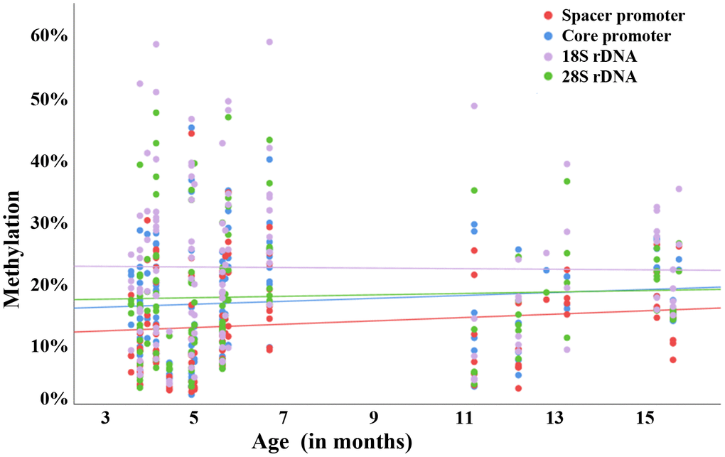 Raw correlation between rDNA methylation and donor age in individual mouse oocytes. Scatter plot showing a positive correlation between donor age (x-axis in months) and methylation (y-axis in %) of the rDNA spacer promoter (red dots), core promoter (blue dots), 18S rDNA (mauve dots), and 28S rDNA (green dots). Altogether, 123 GV oocytes from 29 4-16-months-old mice were analyzed. Each dot represents an individual oocyte.