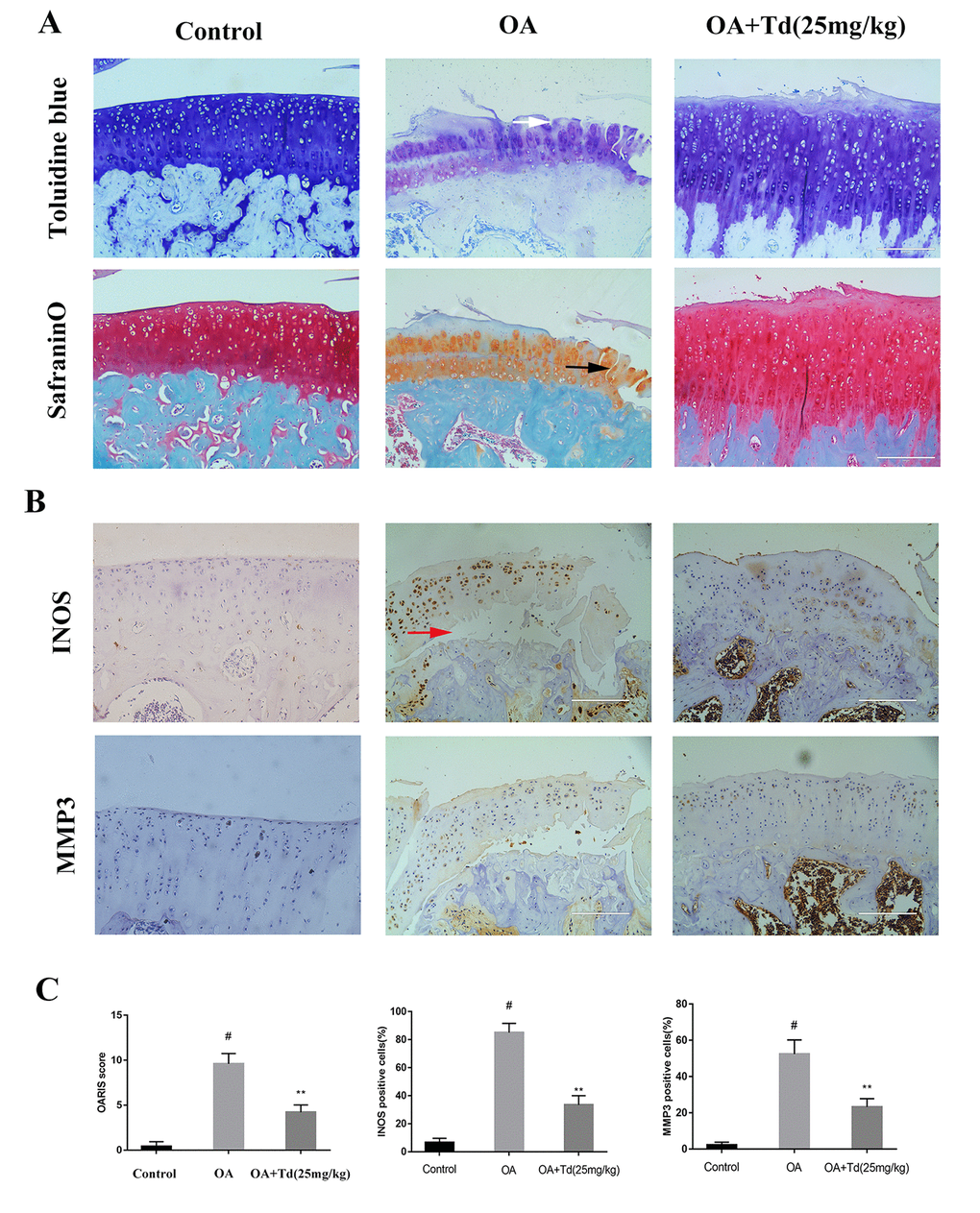 Tomatidine ameliorates OA progression in the rat OA model. Sprague Dawley rats (n=5/group) were randomly divided into blank control, OA, and experimental groups. The experimental group rats were fed a diet that included 25mg/kg/day tomatidine. The rats were maintained in these groups for 12 weeks and then euthanized and their tibiofemoral joints were obtained and processed. (A) Representative images show safranin O-fast green(S-O) and toluidine blue stained sections of tibiofemoral joints from blank control, OA and experimental group rats. The vertical fissures (black arrow), surface discontinuity (white arrow) and delamination (red arrow) are indicated in the relevant samples as shown. (B) Representative immunohistochemical stained images show the expression of iNOS and MMP3 proteins in tibiofemoral joint sections from blank control, OA and experimental group rats. (C) The OA grades of blank control, OA and experimental group rats at 12 weeks according to the Osteoarthritis Research Society International (OARSI) scores are shown. The scoring was performed in a blinded manner. The iNOS and MMP3 positive cells were counted in each tibiofemoral joint section from blank control, OA and experimental group rats and quantified using the Image-J software. #p 