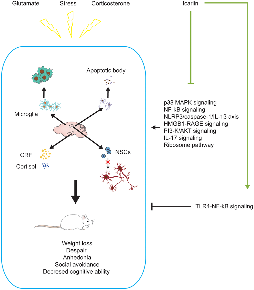 Icariin alleviates depression-like changes induced by stress, corticosterone, and glutamate in depressive models. Icariin can downregulate the levels of apoptosis, neuroinflammation, CRF, cortisol and promote neurogenesis in the brain to improve the depression-like behaviors. The mechanisms may be inhibiting P38 MAPK, NF-ĸB, HMGB1-RAGE, PI3-K/AKT, IL-17, ribosome signaling pathways, NLRP3/Caspase-1/IL-1β axis, and activating TLR4-NF-ĸB signaling pathway.