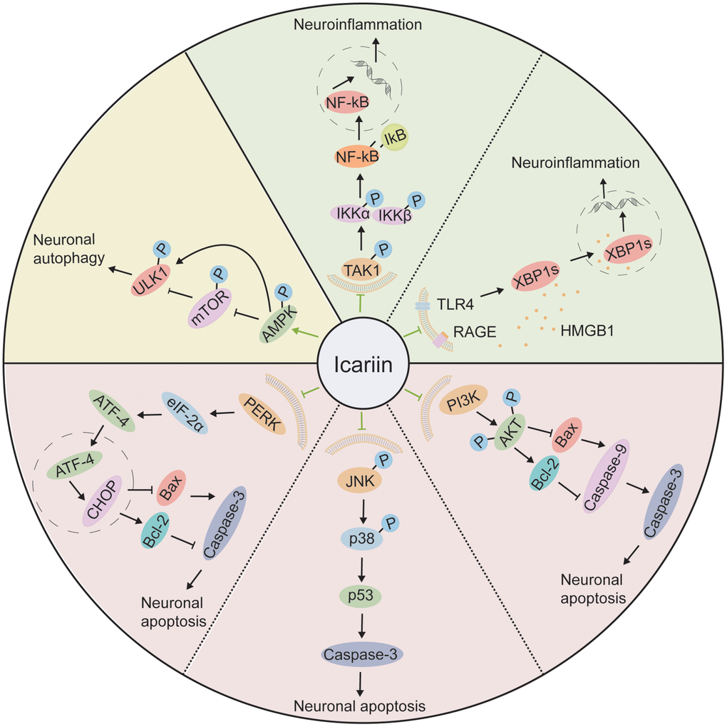 The molecular mechanisms of the neuroprotective effect of icariin. Icariin improves neuronal autophagy through the AMPK/mTOR/ULK1 pathway; It attenuates neuroinflammation by inhibiting TAK1/IKK/NF-κB and HMGB1/RAGE pathways; It reduces neuronal apoptosis by suppression of PERK/eIF2α, JNK/p38 MAPK, and PI3K/AKT pathways.
