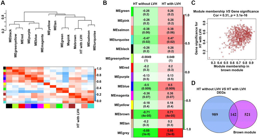 Identification of modules with clinical traits (HT without LVH or HT with LVH) in WGCNA. (A) The dendrogram shows the relation of modules with HT with LVH and the heat map shows the eigengene adjacency. (B) Heat map of the relationship between the module eigengenes and clinical traits (HT without LVH or HT with LVH). Module names are displayed on the left, and each column corresponds to a clinical trait. The number in the first row in each cell represents the Pearson correlation coefficient, and the p value of the corresponding module-trait is exhibited in parentheses. The color of each cell indicates the degree of correlation. (C) Scatterplot of correlation between MEbrown membership and gene significance for hypertensive LVH. The correlation coefficient and p value are listed above the scatterplots. One dot represents one gene in the brown module. (D) Venn diagrams showing the number of common genes within brown module and DEGs identified from HT with LVH and non-LVH samples.