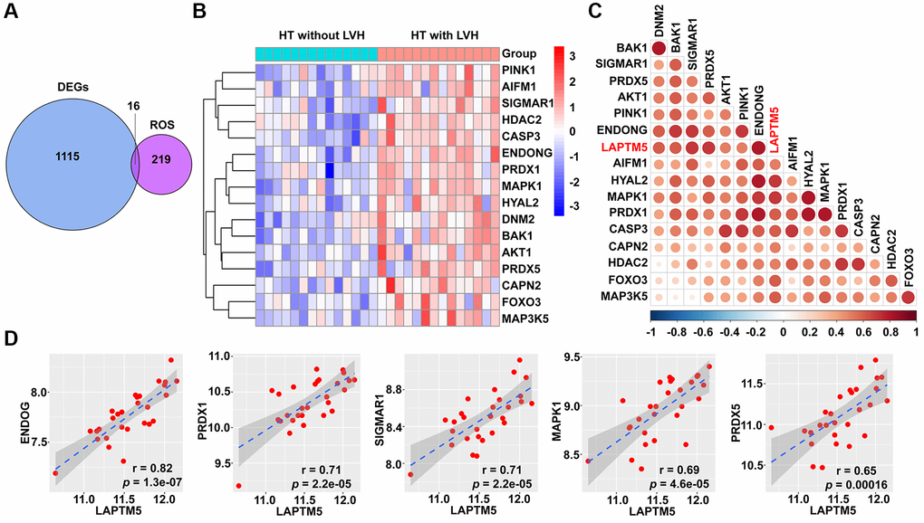 Correlation between LAPTM5 expression and ROS-related genes in HT with LVH and non-LVH groups. (A) Venn diagram depicts the 16 overlapped DEGs and ROS-related genes. (B) Heat map demonstrates the expression profile of differentially expressed ROS-related genes in HT with LVH and without LVH. Genes upregulated (red), downregulated (blue), and unchanged (white) are delineated. (C) Heat map of Spearman’s correlation coefficients between LAPTM5 and significantly altered ROS-related genes. The color depth of circle represents the strength of the correlation, red represents a positive correlation, and blue indicates a negative correlation. Darker color indicates stronger correlation. (D) Scatterplots show the top five ROS-related genes that have significant positive correlations with LAPTM5. The x-axis shows LAPTM5 expression, and the y-axis shows the expression of ROS-related genes. The Spearman correlation coefficients (r) and corresponding p values are shown at the bottom right corner of each plot.