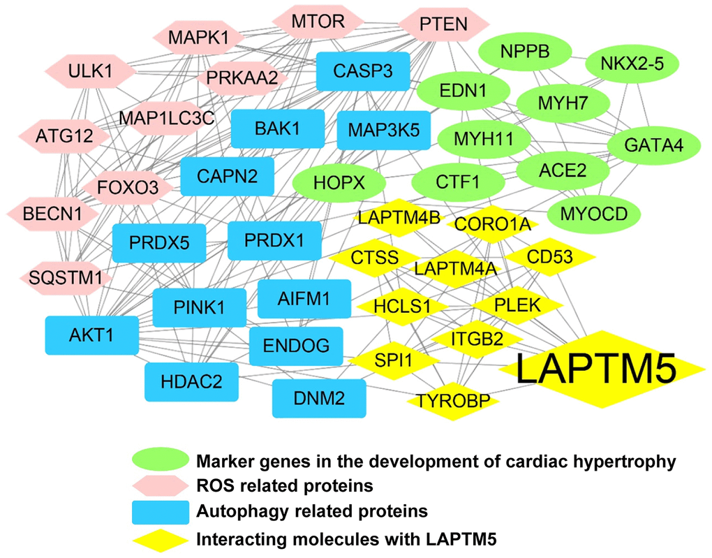 LAPTM5-mediated PPI network construction. The node color reflects the source of the proteins. Yellow represents the proteins with strong interactions (score >0.80) with LAPTM5, originating from the STRING database. Brown represents altered ROS-related proteins, blue indicates distinct autophagy-related proteins, and green denotes known key molecules modulated in LVH.