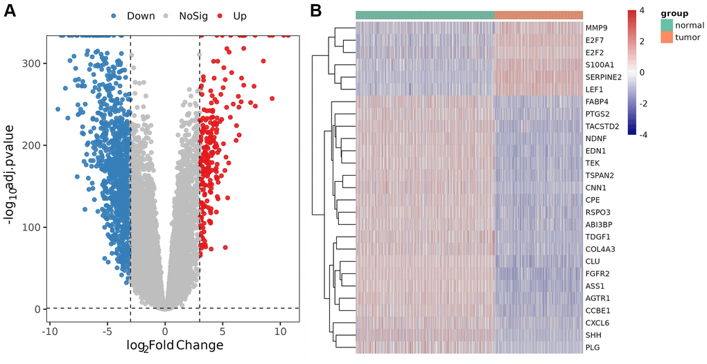 Analysis of differentially expressed genes (DEGs) and DE-AFs. (A) Volcano plot of DEGs between tumor and normal samples. (B) Heatmap of DE-AF expression between tumor and normal samples. Tumor samples and normal samples are shown in green and orange, respectively. Red indicates genes that had higher expression levels, and blue indicates genes with lower expression levels.