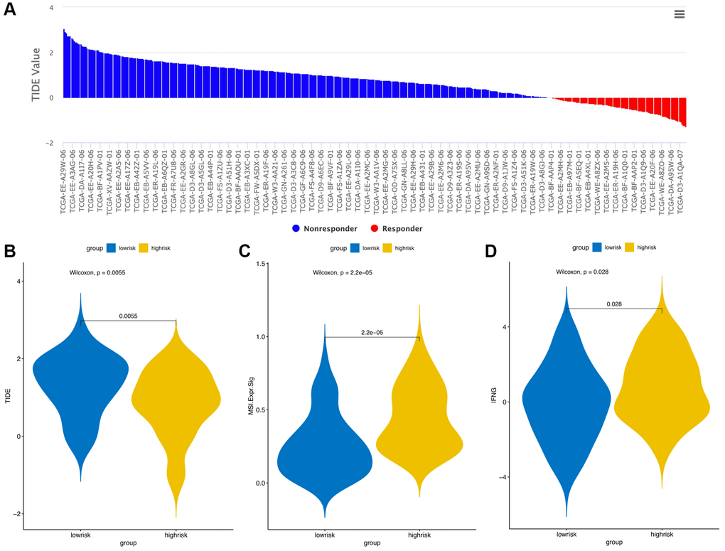 TIDE signatures predict immunotherapy response based on risk score. A waterfall plot of TIDE prediction scores in the TCGA cohort (A). Comparisons of TIDE (B), MSI (C) and IFGN (D) prediction scores between the high- and low-risk groups.