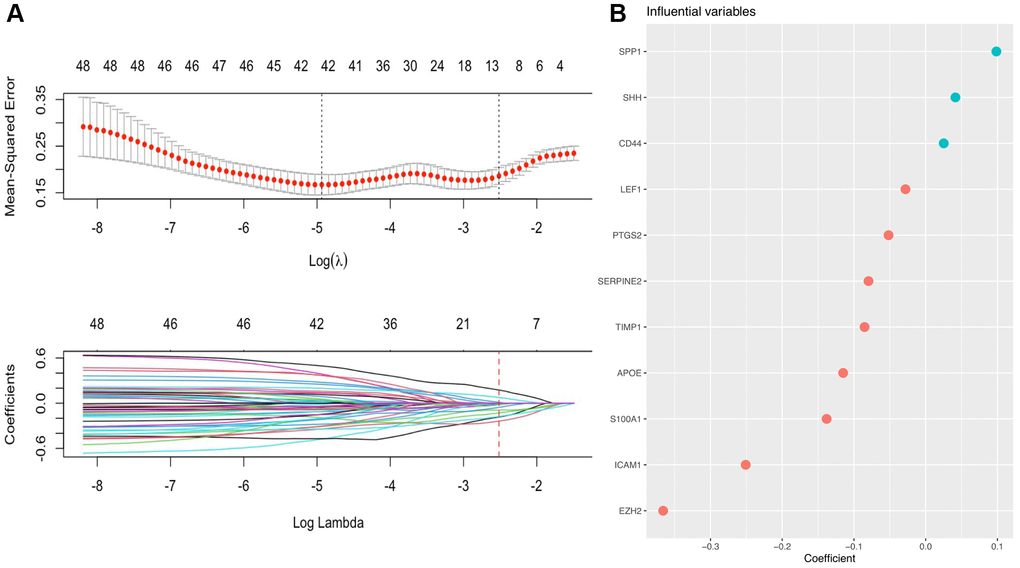 A prognostic gene signature based on AFs was established by LASSO regression analysis. (A) Determination of the number of factors by LASSO analysis. The mean square error distribution and the coefficient distribution of all variables under different lambda are from top to bottom. (B) The distribution of significant coefficient variables.