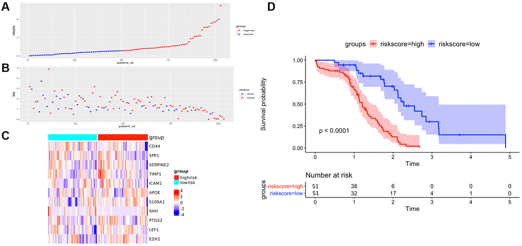 The performance of overall survival (OS) in the TCGA cohort based on the 11-AF signature. (A) The distribution of high-risk and low-risk patients based on the risk score ranking. (B) The survival duration and status of the patients. The horizontal axis is the sample, and the vertical axis is the survival time. (C) Heatmap of significant survival-related DE-AFs between high- and low-risk patients. (D) Kaplan–Meier survival curves of overall survival of the high- and low-risk groups stratified by the risk score calculated by the 11-AF signature risk prediction formula.