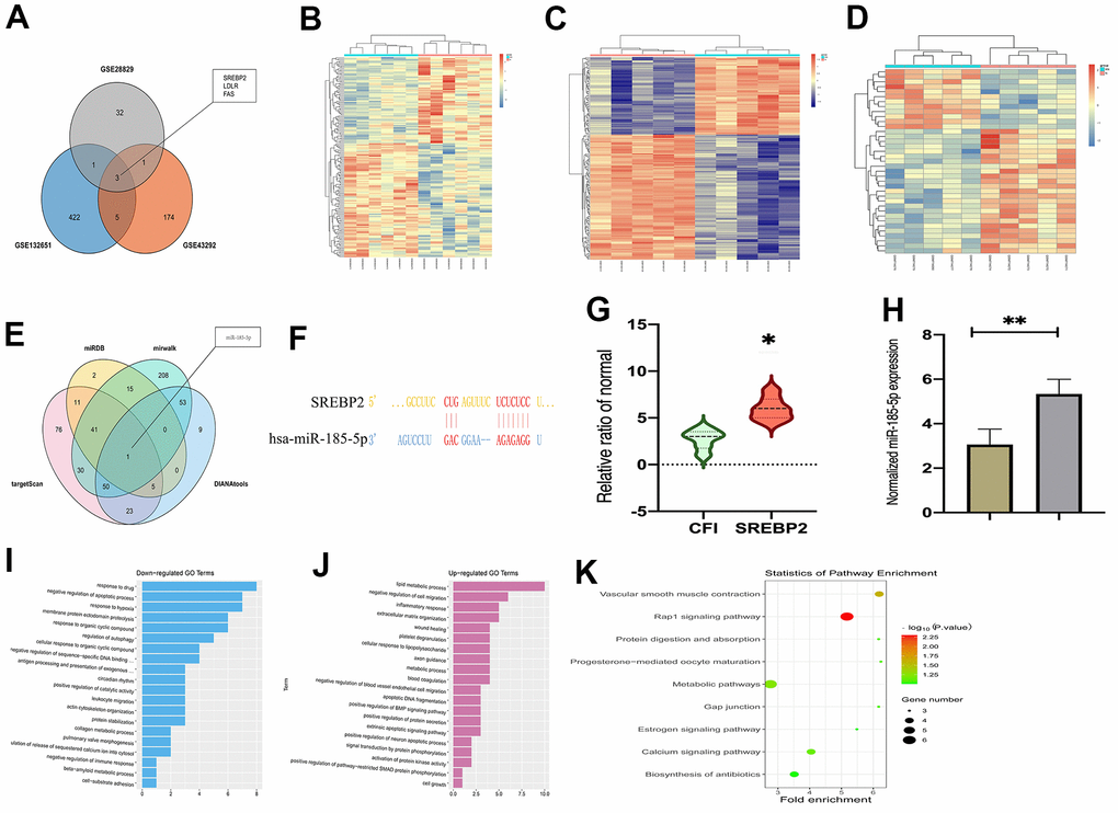 MiR-185-5p was predicted as a candidate miRNA that affects atherosclerosis progression through regulating SREBP2. (A) Venn diagram of the overlap of the top 100 DGEs among GSE43292, GSE132651, and GSE28829 datasets; (B) a heat map depicting the top 100 DEGs from the GSE132651 dataset; (C) the expression of SREBP2 in atherosclerosis in the GSE132651 dataset (PD) the top 50 miRNAs predicted from four web-based resources and miR-185-5p exhibited the highest statistical score (PE) the sequence of miR-185-5p binding to SREBP2 predicted using the biological prediction online resource; (F, G) the enrichment processes of GO annotations and lipid metabolic process were enriched pathways in atherosclerosis; (H) miR-185-5P levels from human specimens were tested by Q-PCR; (I, J) GSEA enrichment analysis shows that it is enriched in lipid metabolic signaling pathway, (K) Results of KEGG pathway analysis showed all differential genes.