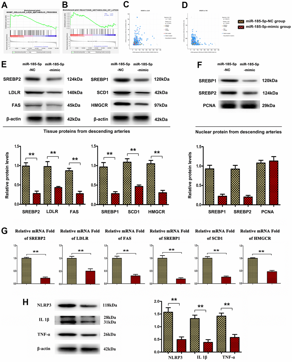 MiR-185-5p mimic inhibited lipid metabolic gene expression in HFD-fed apoE-/- mice. (A, B) GSEA enrichment analysis shows that it is enriched in lipid metabolic signaling pathway. (C, D) co-expression analysis revealed that LDLR and FAS were significantly correlated with SREBP2 in atherosclerosis. (E, G) Western blotting and Q-PCR analysis was conducted to assess the protein levels of LDLR, FAS, and SREBP2, SREBP1, SCD1, HMGCR, NLRP3, IL-1β, TNF-α in the aortic sections of HFD-fed apoE-/- mice. (F) nuclear protein levels of SREBP1 and 2. (H) western blotting analysis to test the protein levels of NLRP3, IL-1β, TNF-α. (*,P ).