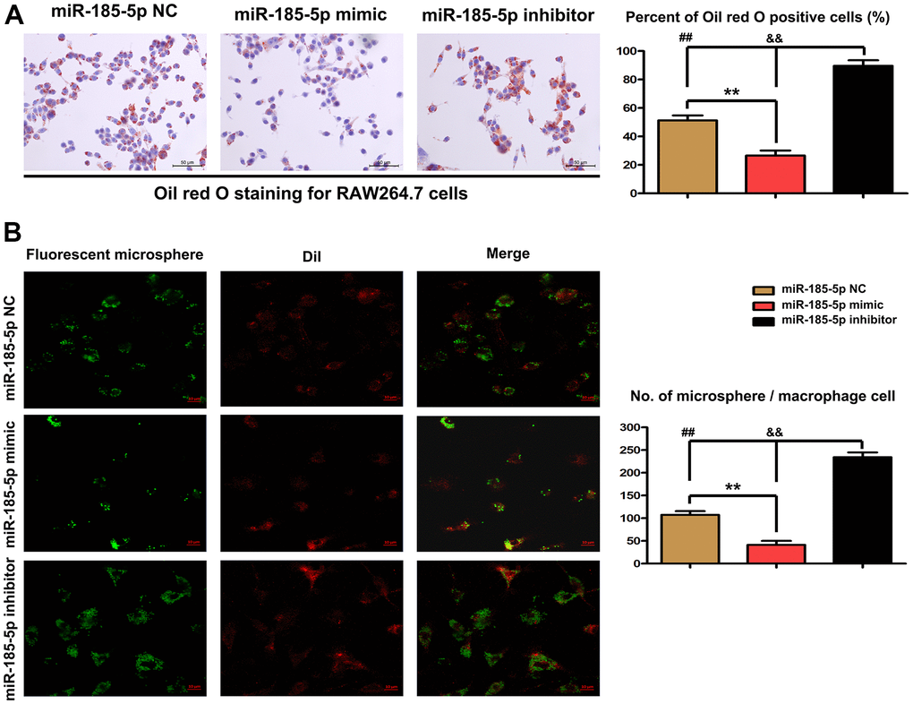 Effect of miR-185-5p mimic on lipid accumulation in macrophages. Macrophages were pretreated with ox-LDL stimulation. (A) Oil Red O staining revealed that co-treatment with miR-185-5p mimic and ox-LDL significantly decreased the number of lipid droplets. MiR-185-5p inhibitor markedly increased the number of lipid droplets in macrophages. (B) The microsphere phagocytosis assays revealed that significantly fewer fluorescent microspheres infiltrated into the macrophages in miR-185-5p mimic group. MiR-185-5p inhibitor enhanced the recruitment of microspheres into the macrophages (*,P ).