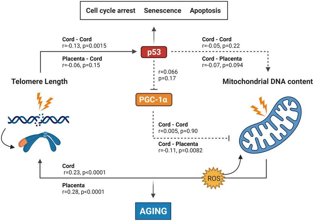 Summary of the results found in this study integrated into the experimentally based telomere-mitochondrial axis of biological aging hypothesis. DNA damage and telomere shortening activate p53 leading to growth arrest, senescence or apoptosis. p53 might also impair mitochondrial function and mitochondrial DNA content indirectly through suppression of PGC-1α – one of the master regulators of the mitochondria – leading to mitochondrial comprise and increased ROS levels, which leads to more DNA damage including telomere shortening. p53 and PGC-1α could therefore be central players in the association between telomere length and mitochondrial DNA content and subsequently in the aging process. Solid lines represent significant associations between age-related or protein markers, while non-significant associations are represented by dotted lines. p53 and PGC-1α levels were only measured in cord blood, while TL and mtDNAc were measured in both cord blood and placental tissue. Abbreviations: p53: tumor suppressor protein 53; PGC-1α: peroxisome proliferator-activated receptor gamma co-activator 1 alpha protein. Figure based on the experimental work of Sahin et al. [5, 33].