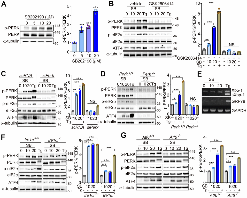SB202190 activates the PERK/eIF2α/ATF4 pathway. (A) HEK293 cells were treated with SB202190 (0, 5, 10, and 20 μM) for 6 h. PERK phosphorylation was determined by western blotting. Quantification of p-PERK is shown in the right panel. (B) HEK293 cells were incubated with SB202190 (10 and 20 μM) for 6 h after pretreatment with or without the PERK inhibitor, GSK2606414 (1 μM) for 1 h. Thapsigargin (Tg, 2 μM) was used as a positive control. Cell lysates were used for western blotting analysis for p-PERK, PERK, p-eIF2α, eIF2α, and ATF4. (C) For knockdown of Perk, SH-SY5Y cells were transfected with control siRNA (scRNA) or siPerk for 48 h and then treated with different doses (10 and 20 μM) of SB202190 (SB) or Tg (2 μM) for 6 h. Cell lysates were measured for PERK activation by western blot using the indicated antibodies. (D) Perk+/+ and Perk-/- MEFs were treated with SB202190 (10 and 20 μM) for 6 h or Tg (2 μM). The levels of p-PERK, PERK, p-eIF2α, eIF2α, and ATF4 were measured by western blotting. (E) SH-SY5Y cells were treated with SB202190 (10 and 20 μM) or Tg (2 μM) for 6 h. Xbp-1 splicing and Grp78 expression were detected by RT-PCR. (F, G) Hepatocytes isolated from Ire1α +/+, Ire1α -/- (F) or Atf6α +/+, and Atf6α -/- (G) mice were treated with SB202190 (10 and 20 μM) for 6 h to assess the levels of PERK phosphorylation and ATF4 expression by western blotting. Quantification of p-PERK is shown in the right panel (A–D, F, G). Data are mean ± SD (n=3); *ppp