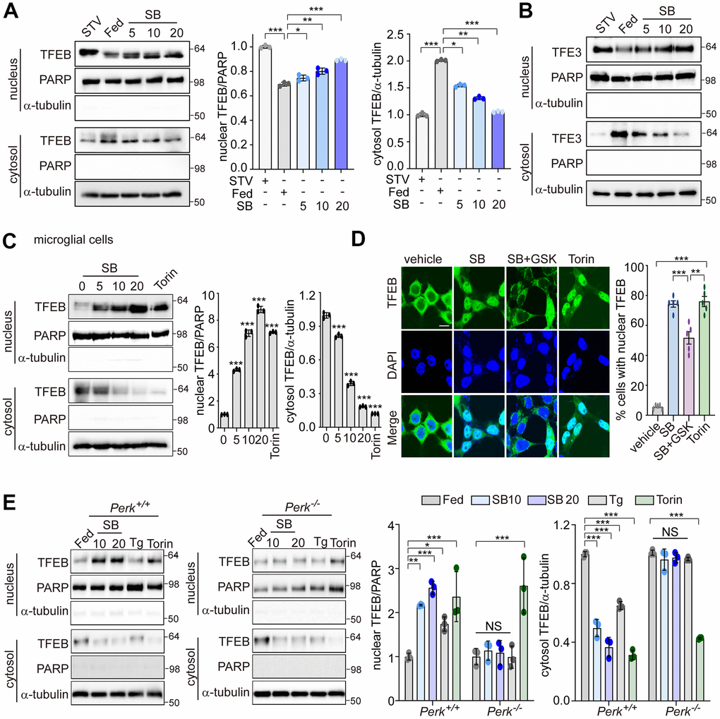 PERK is required for TFEB nuclear translocation by SB202190. (A, B) SH-SY5Y cells were treated with SB202190 at the indicated concentrations (5, 10, and 20 μM) for 4 h and subjected to nuclear and cytosolic fractionation. (A) Resulting fractions were then detected with antibody against TFEB. Starvation (STV) was used as positive control. PARP and α-tubulin were used as nuclear and cytosolic markers, respectively. Quantification of TFEB translocation is shown at the right. Data are mean ± SD (n=3), *pppB) The translocation of TFE3 was analyzed by western blotting. (C) The human microglial HMC3 cells were treated with SB202190 (0, 5, 10, and 20 μM) for 6 h. Torin-1 (2μM) treatment was used as a positive control. The fractionated HMC3 cells were evaluated for TFEB translocation by western blotting (left). Quantification of TFEB translocation was analyzed (right). Data are mean ± SD (n=3), ***pD) TFEB-EGFP-transfected SH-SY5Y cells were treated with 20 μM SB202190 in the presence or absence of the PERK inhibitor (GSK2606414, GSK). Torin-1, an mTOR inhibitor, was used as a positive control. The fluorescence of TFEB was visualized by confocal microscopy (left). Scale bar: 10 μm. Cells were evaluated to calculate the percentage of cells showing nuclear TFEB localization. n > 20 cells per condition (right). Data are mean ± SD; **ppE) Perk+/+ and Perk-/- MEFs were treated with SB202190 (10 and 20 μM) for 6 h or Tg (2 μM). Torin-1 (2μM) treatment was used as a positive control. Cells were detected with TFEB antibody in the nuclear and cytosol fraction by western blotting (left). Quantification of TFEB translocation was analyzed (right). Data are mean ± SD (n=3), *ppp