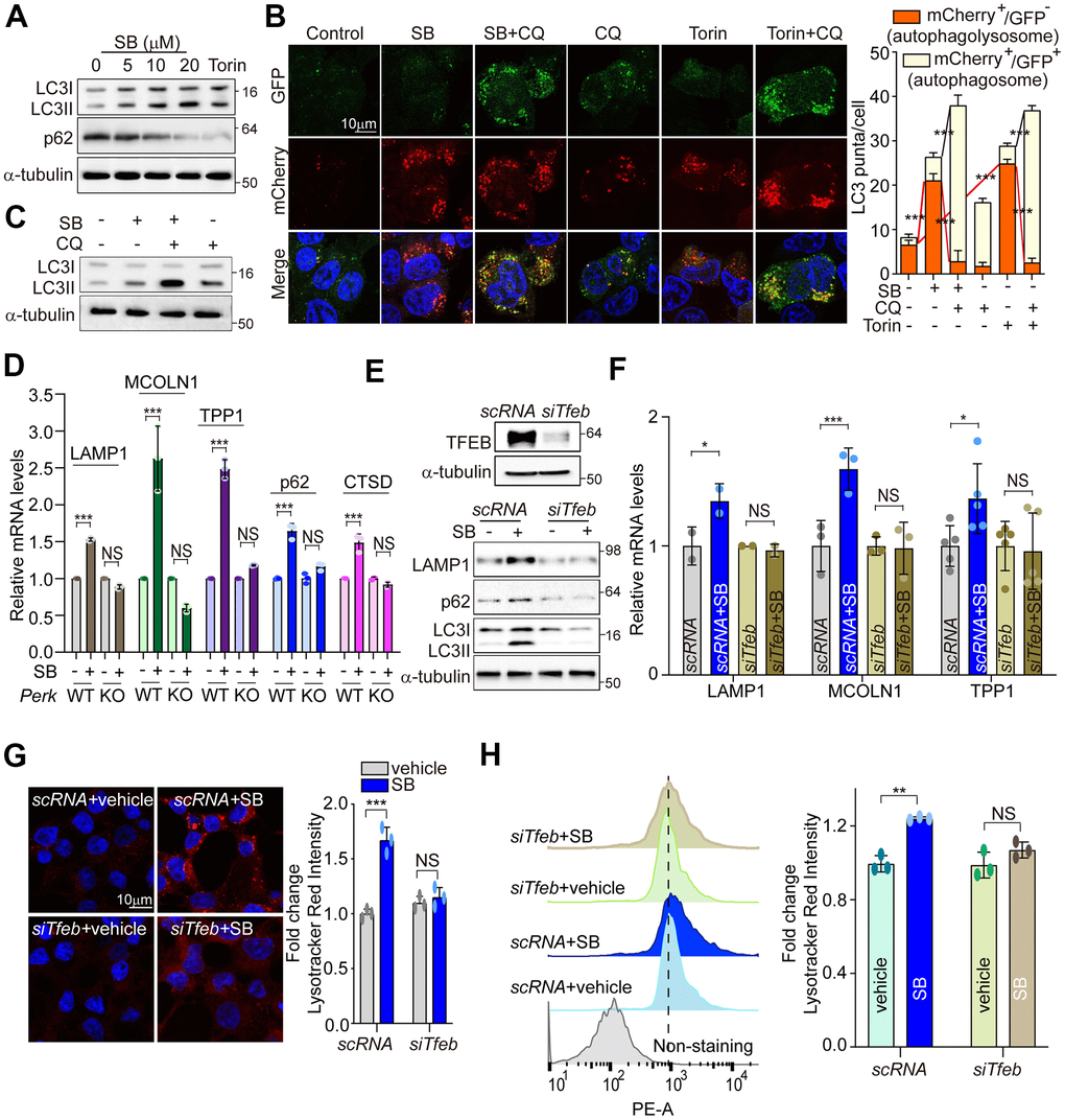 PERK activation by SB202190 facilitates autophagy and lysosome biogenesis via TFEB activation. (A) SH-SY5Y cells were treated for 6 h with SB202190 (5, 10, and 20 μM) and subjected to western blotting by antibodies against p62 and LC3B. (B) SH-SY5Y cells were transiently transfected with mCherry-GFP-LC3 for 48 h and subsequently pretreated with chloroquine (CQ, 10 μM) for 1 h, and then treated with SB (20 μM) or Torin1 (2 μM) for 6 h. Cells were observed for fluorescence of both GFP and mCherry using confocal microscopy. The number of autolysosomes (GFP-RFP+) and autophagosomes (GFP+RFP+) per cell in each condition were quantified. Data represent mean ± SD; ***pC) SH-SY5Y cells were treated with CQ (10 μM) for 1 h before SB202190 (20 μM) for 6 h. The levels of LC3B-II conversion were analyzed by western blotting. (D) To check of PERK dependence in ALP-related genes, Perk+/+ and Perk-/- MEFs were treated with SB202190 (20 μM) for 6 h. Lysosomal genes (LAMP1, MCOLN1, TPP1, and CTSD) and autophagy gene (p62) measured by qRT-PCR. Data represent mean ± SD; ***pE–H) SH-SY5Y cells were transfected with siTfeb for 48 h and then treated with SB202190 (20 μM) for 6 h. (E) Cells were subjected to western blotting by using antibodies against TFEB upper, LAMP1, p62, and LC3B lower. (F) lysosomal genes, LAMP1, MCOLN1, and TPP1, were measured by qRT-PCR. Data are represented as mean ± SD; *ppG) Samples were stained with Lysotracker Red. Representative image was obtained by confocal microscopy (left). Scale bar, 10 μm. Quantification of lysosome intensity was determined by counting red puncta (right). Data represent mean ± SD; ***pH) LysoTracker fluorescence was measured by flow cytometry. Fold changes in LysoTracker intensity are indicated at the right and are presented as mean ± SD (n=3); **p