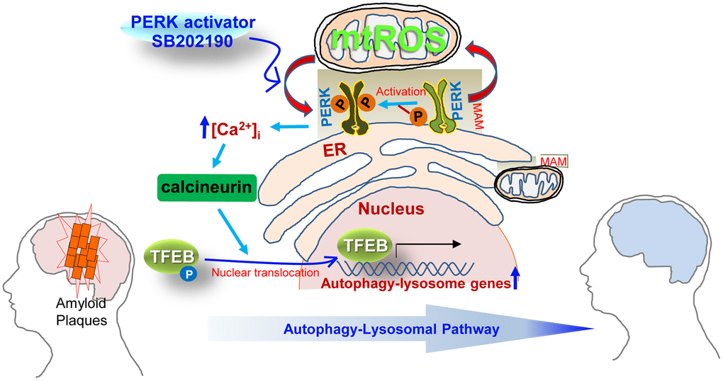 Schematic overview of the mechanisms by which SB202190 ameliorates amyloidogenesis via PERK activation. PERK, a tethering molecule of the mitochondrial-associated ER membrane (MAM), is activated by mitochondrial ROS (mtROS) in response to treatment with the PERK activator (SB202190). Activated PERK leads to increase in cytosolic Ca2+ levels and subsequently promotes the translocation of TEFB into the nucleus via the calcineurin-dependent dephosphorylation TFEB, which culminates in the increased transcription of autophagy-lysosome related genes. The increase of autophagy-lysosomal pathway (ALP) by PERK activation enhances the degradation of misfolded proteins that accumulate in neurodegenerative disorders. Therefore, the PERK-TFEB-ALP pathway activated by SB202190 suggests the novel target for ameliorating amyloidogenesis.