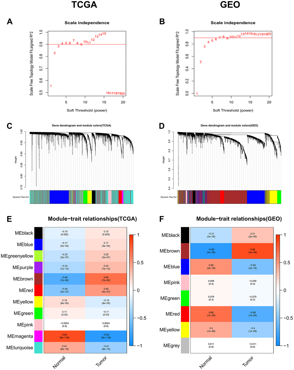 Identification of co-expression modules associated with the clinical traits in the TCGA-LIHC dataset and two GEO datasets. (A, B) Analysis of the scale-free fit index for various soft-thresholding powers (β). (C, D) Dendrogram of all genes in the TCGA-LIHC dataset or GEO datasets clustered based on the 1-TOM matrix. (E, F) Correlation between modules and clinical traits (normal and tumor). Each cell contains the corresponding correlation coefficient (the upper number) and the P-value (the lower number).