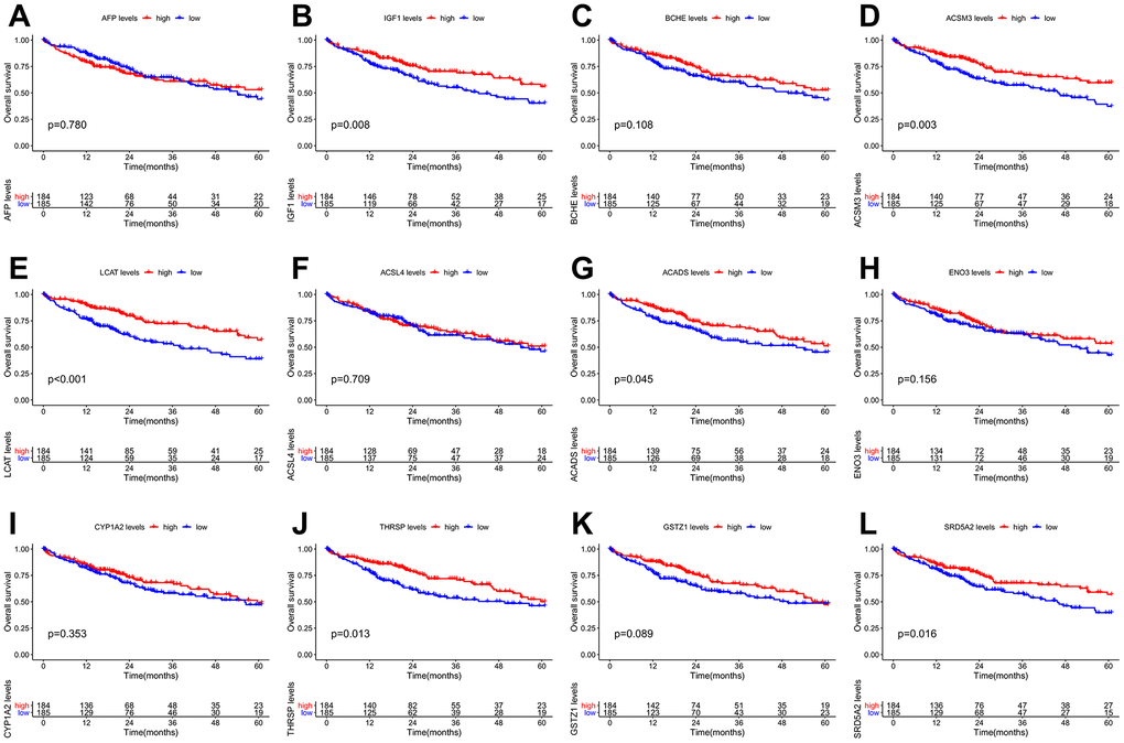 Overall survival (OS) Kaplan-Meier curves of the 12 hub genes in HCC patients. (A) AFP, p = 0.780. (B) IGF1, p = 0.008. (C) BCHE, p = 0.108. (D) ACSM3, p = 0.003. (E) LCAT, p F) ACSL4, p = 0.709. (G) ACADS, p = 0.045. (H) ENO3, p = 0.156. (I) CYP1A2, p = 0.353. (J) THRSP, p = 0.013. (K) GSTZ1, p = 0.089. (L) SRD5A2, p = 0.016.