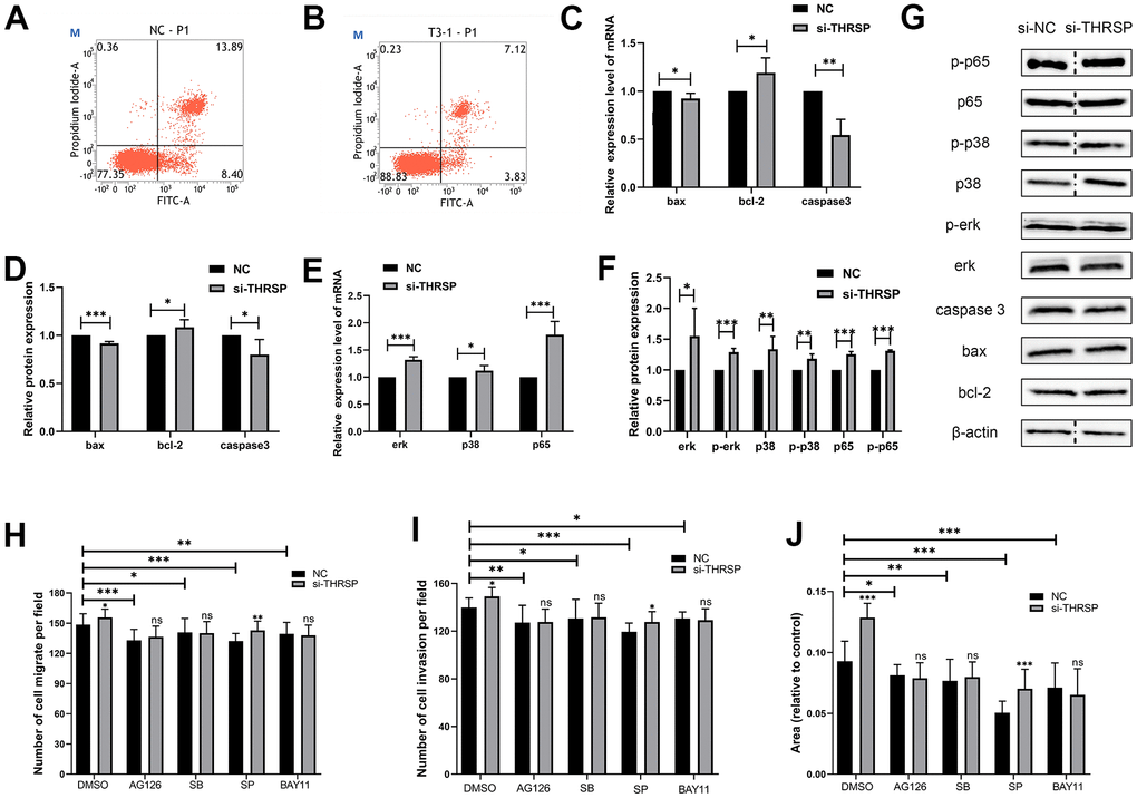 The effect of THRSP expression on cell apoptosis and channel regulation in HCC. (A, B) The apoptosis of HCCLM3 cells detected by flow cytometry. (C–F) The expression of apoptosis-related molecules (bax, bcl-2 and caspase 3) and MAPK/NF-κB pathway-related molecules (erk, p-erk, p38, p-p38, p65 and p-p65) examined by qRT-PCR or Western blotting assays. (G) Each of the protein bands. The dividing lines (dashed lines) indicated that the grouping of images were from different parts of the same gel. (H–J) Invasion and migration rates were analyzed when treated with AG-126, SB203580, SP600125 and BAY-11-7082 inhibitors.