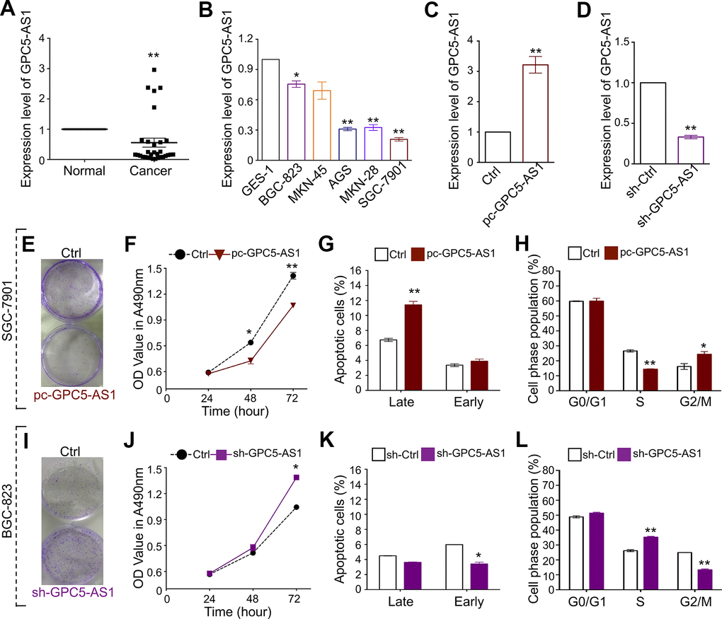 GPC5-AS1 is down-regulated in GC and overexpression of GPC5-AS1 inhibits cell proliferation in vitro. (A, B) The expression of GPC5-AS1 in GC tissue samples and cell lines was measured by qRT-PCR. (C) Measurement of GPC5-AS1 expression level in SGC-7901 cells with pc-GPC5-AS1. (D) Measurement of GPC5-AS1 expression level in BGC-823 cells with indicated shRNA. (E) Colony formation, (F) MTT assay, (G) cell apoptosis, and (H) cell cycle assay were performed in SGC-7901 cells with pc-GPC5-AS1. (I–L) Cell function analyses were determined in BGC-823 cells with sh-GPC5-AS1. (p* p** 