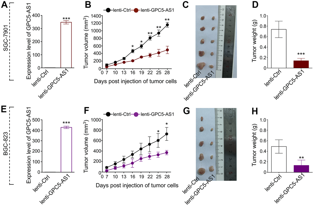 Enforced expression of GPC5-AS1 attenuated tumor growth in vivo. (A) GPC5-AS1 expression was detected by qRT-PCR in SGC-7901 cells transfected with lenti-GPC5-AS1 compared with lenti-ctrl. (B) Tumor volume of xenograft tumors of mice inoculated with GPC5-AS1 stably expressing SGC-7901 cells was recorded once every three days. (C) Tumor images and (D) weight on the day mice euthanized were obtained and present. (E–H) The anti-tumor ability of GPC5-AS1 was verified in BGC-823 cells transfected with lenti-GPC5-AS1. (n=5, p* p** p*** 