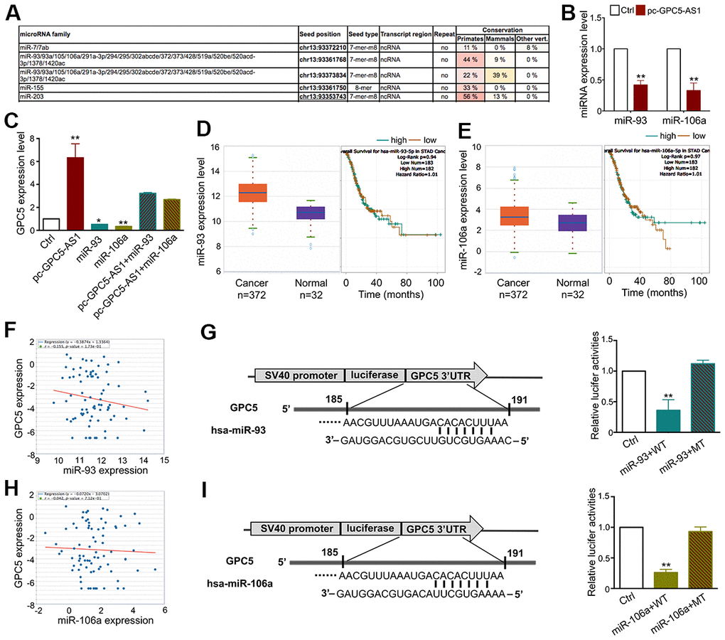 GPC5-AS1 functions as a sponge of the miR-106a family in GC cells. (A) The results from the miRcode database revealed that GPC5-AS1 has binding sites with the miR-106a family. (B) As represented, miR-93 and miR-106a expression levels were measured by qRT-PCR in SGC-7901 cells transfected with pc-GPC5-AS1. (C) GPC5 expression was analyzed in SGC-7901 cells with pc-GPC5-AS1, miR-93 or miR-106a mimics alone or together. (D, E) Expression levels of miR-93 and miR-106a in GC according to the TCGA database. (F) Correlation analysis of GPC5 and miR-93 expression in GC tissues through starBase. (G) The bioinformatics analysis of miR-93 targeting GPC5 and this relationship was validated by dual-luciferase reporter assay in HEK-293 cells. (H, I) Interaction between miR-106a and GPC5 was verified by bioinformatics and dual-luciferase reporter analysis. (p* p** 