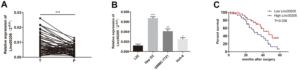 Linc00205 expression in HB increased. (A) qRT-PCR assay for Linc00205 expression among HB (n = 60) and para-cancerous tissues (n = 60). (B) qRT-PCR assay for Linc00205 expression in HB cell lines. (C) Kaplan-Meier curve for survival after surgery with low or high Linc00205 expression. *p 
