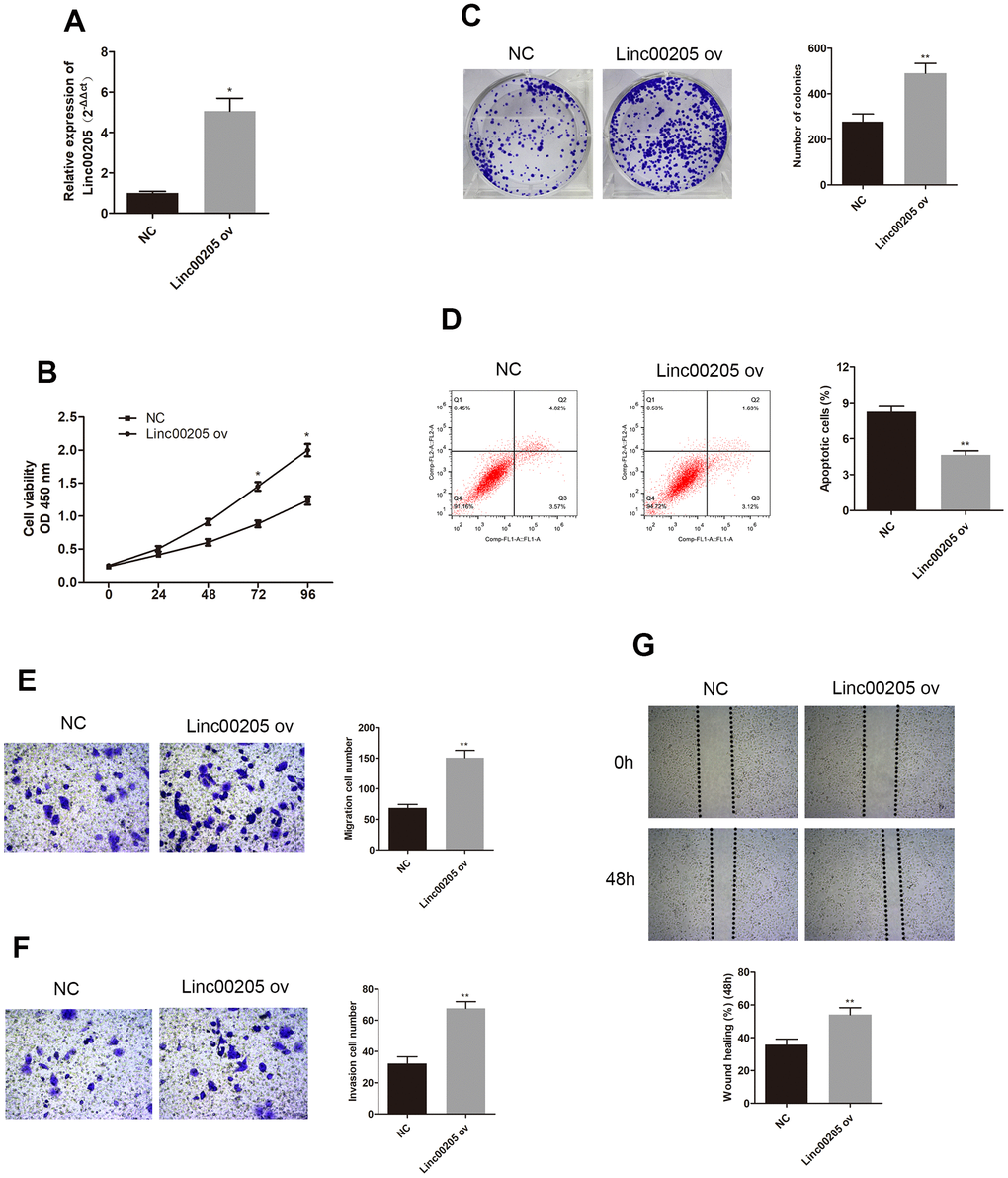 Overexpression of Linc00205 altered cell viability, apoptosis, colony formation ability, apoptosis, migration and invasion ability. (A) qRT-PCR assay for Linc00205 expression in Huh-6 cells transfected with Linc00205 ov expression (ov) or NC. (B) Cell viability assay was conducted in Huh-6 cells after transfection of Linc00205 ov or NC. (C) Colony formation ability of Huh-6 cells were transfected with either Linc00205 ov or NC. Furthermore, we conducted quantitative analysis of colony formation (right panel). (D) Apoptosis assays of Huh-6 cells transfected with either Linc00205 ov or NC, as well as quantitative analysis of the apoptosis cells (right panel). (E, F) The migration and invasion ability of Huh-6 cells transfected with Linc00205 ov or NC were determined through the use of a transwell migration assay (E), and transwell invasion assay (F) (left panel). Quantitative analysis of the migratory cells or invasive cells in transwell assays was also performed (right panel). (G) Migration ability of Huh-6 cells transfected with Linc00205 ov or NC at indicated time points were evaluated by wound healing assay (upper panel). Quantitative analysis of the gap of wound healing assay (lower panel) was performed at 48 hours. *p 